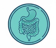 Gastrointestinal Anatomy