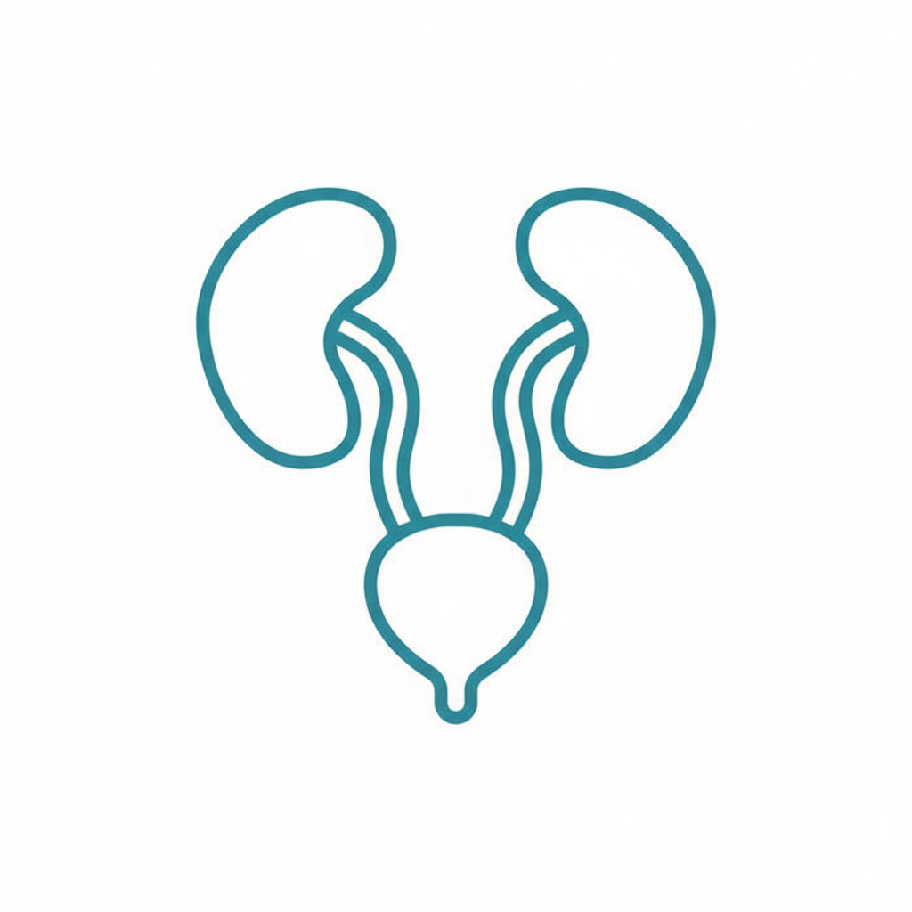 Genitourinary Anatomy