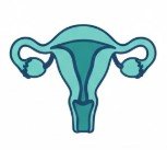 Gynecological Anatomy