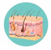 Skin and Soft Tissue